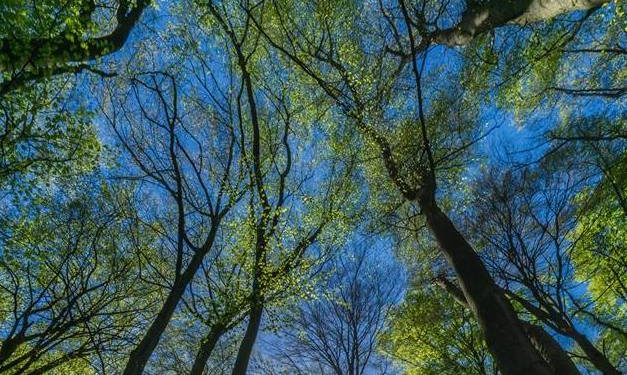 Az erdők korai kizöldülése melegíti fel a levegőt az északi féltekén