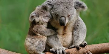 A koalák veszélyeztetett fajként való besorolását sürgetik az állatvédők