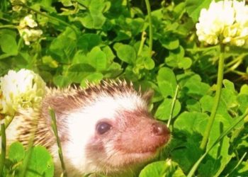 MME: vigyázzunk a sünökre, óvatosan bolygassuk a lomb- és rőzserakásokat