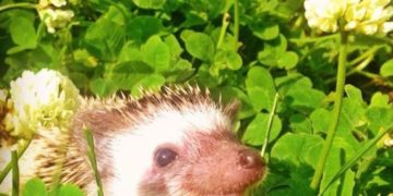 MME: vigyázzunk a sünökre, óvatosan bolygassuk a lomb- és rőzserakásokat