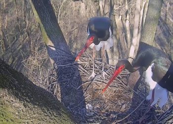 ÜNNEPI ÉRKEZÉS – MÁR KETTEN VANNAK