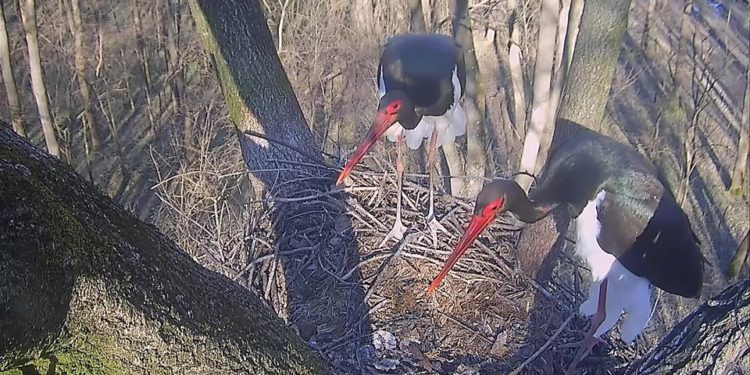 ÜNNEPI ÉRKEZÉS – MÁR KETTEN VANNAK