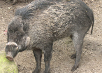 A súlyosan veszélyeztetett cebu szigeti disznó tenyésztésébe kezd egy cseh állatkert