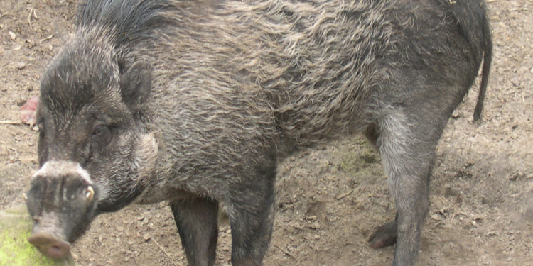 A súlyosan veszélyeztetett cebu szigeti disznó tenyésztésébe kezd egy cseh állatkert