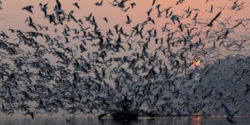 India madárpopulációja jelentősen megfogyatkozott az elmúlt évtizedekben