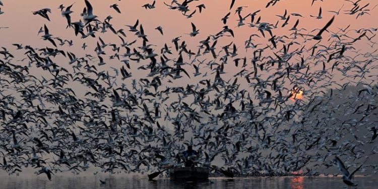 India madárpopulációja jelentősen megfogyatkozott az elmúlt évtizedekben