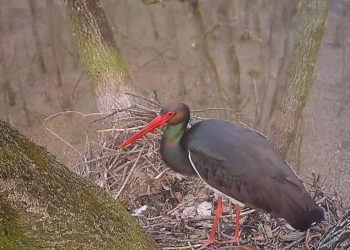 Megérkezett az első fekete gólya a Gemencre