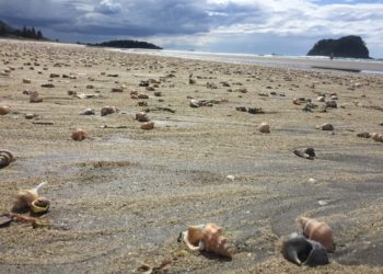 „Élve megfőtt” félmillió kagyló Új-Zéland partjainál