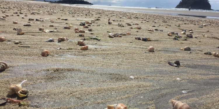 „Élve megfőtt” félmillió kagyló Új-Zéland partjainál