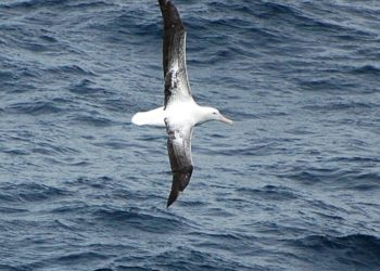 A vadon élő emlősök nőstényei tovább élnek, mint a hímek