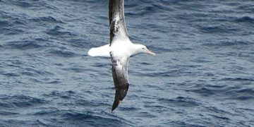 A vadon élő emlősök nőstényei tovább élnek, mint a hímek