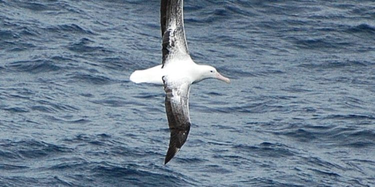 A vadon élő emlősök nőstényei tovább élnek, mint a hímek
