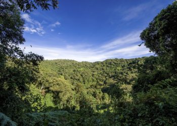 Gyorsan gyengül a trópusi erdők szén-dioxid-elnyelő képessége