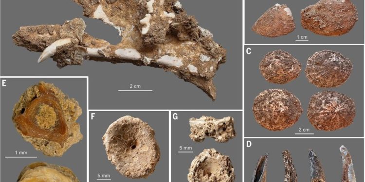 Az eddig véltnél régebb óta fogyaszt tengeri táplálékot az ember