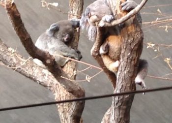 Újabb hím koala pusztult el a zürichi állatkertben