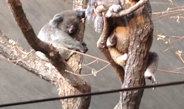 Újabb hím koala pusztult el a zürichi állatkertben