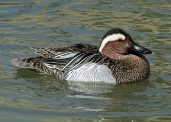 Kezdődik a bajba jutott „panelrécék” szezonja – a magas épületek vonzzák a tojókat