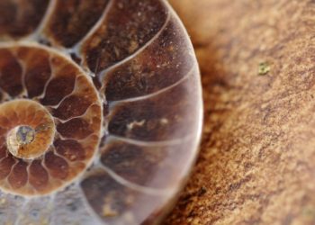 Először fedeztek fel fosszilis növényi gumit