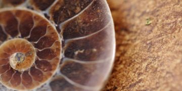 Először fedeztek fel fosszilis növényi gumit