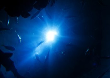 Mikroműanyagot találtak egy újonnan felfedezett mélytengeri rákfajban