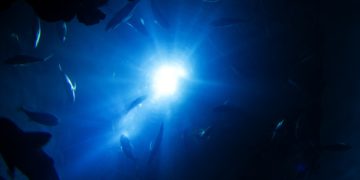 Mikroműanyagot találtak egy újonnan felfedezett mélytengeri rákfajban