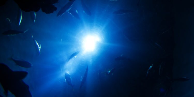 Mikroműanyagot találtak egy újonnan felfedezett mélytengeri rákfajban