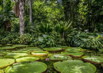 A nagy ökoszisztémák gyors összeomlásának kockázatára figyelmeztet egy új tanulmány