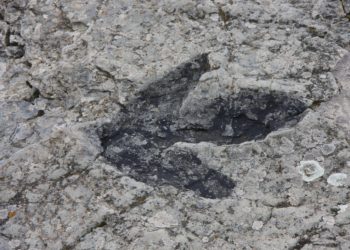 Fosszilis lábnyomok árulkodnak a dinoszauruszokról egy skót szigeten