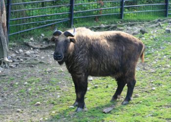 Mishmi takin született a Nyíregyházi Állatparkban