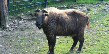 Mishmi takin született a Nyíregyházi Állatparkban