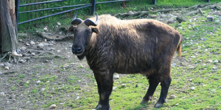 Mishmi takin született a Nyíregyházi Állatparkban