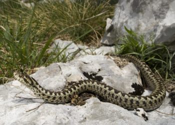 A hegyvidékek felmelegedése a kihalás szélére sodorhatja a görög karsztviperát