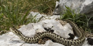 A hegyvidékek felmelegedése a kihalás szélére sodorhatja a görög karsztviperát