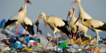 Az állatok által lenyelt műanyagok méretét becsülték meg kutatók