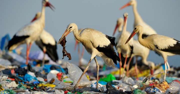 Az állatok által lenyelt műanyagok méretét becsülték meg kutatók