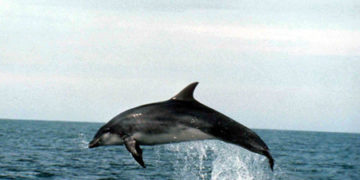 Elpusztult 86 delfin Namíbia partjainál