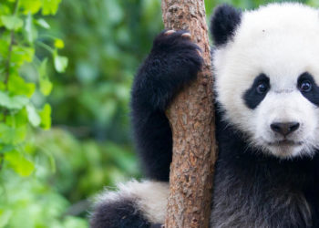 Idén először születtek pandaikrek a csengtui pandarezervátumban (szuper aranyos videó)