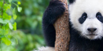 Idén először születtek pandaikrek a csengtui pandarezervátumban (szuper aranyos videó)