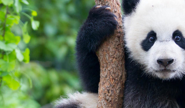 Idén először születtek pandaikrek a csengtui pandarezervátumban (szuper aranyos videó)