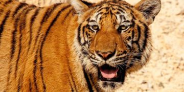 A kihalás fenyegette dél-kínai tigrisek száma hárommal szaporodott