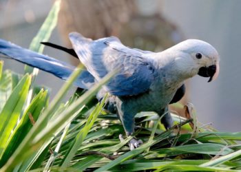 A vadonban már kihalt papagájfajt telepítenek vissza Brazíliába (videó)