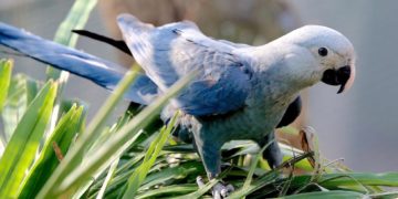 A vadonban már kihalt papagájfajt telepítenek vissza Brazíliába (videó)