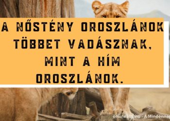 Mindennapi Netevő