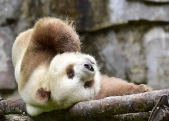 Először párosodott természetes módon a világ egyetlen barna óriáspandája