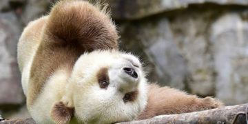 Először párosodott természetes módon a világ egyetlen barna óriáspandája