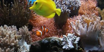 A trópusi korallszigetek regenerálódását segítő fajokat azonosítottak