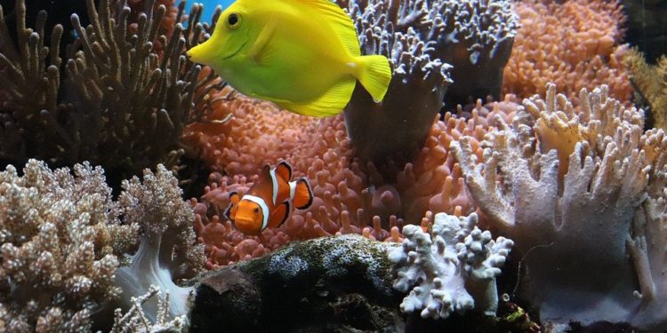 A trópusi korallszigetek regenerálódását segítő fajokat azonosítottak