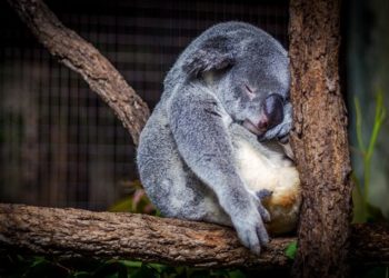 Újabb hím koala pusztult el a zürichi állatkertben