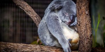 Újabb hím koala pusztult el a zürichi állatkertben