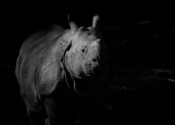 Lassan, de folyamatosan nő a súlyosan veszélyeztetett keskenyszájú orrszarvúk száma